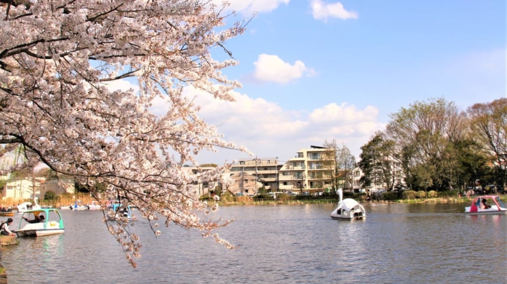 櫻花祭石神井公園