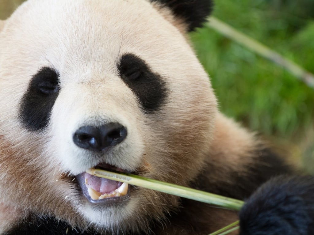 上野動物園熊貓