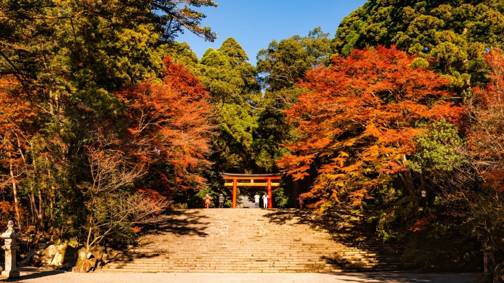 霧島神宮楓葉