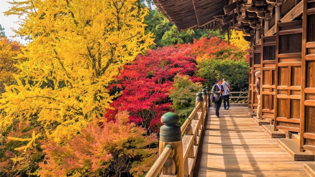 姬路書寫山圓教寺楓葉