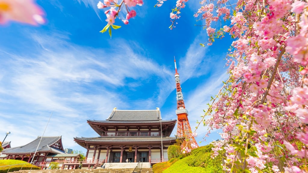 增上寺櫻花與東京鐵塔