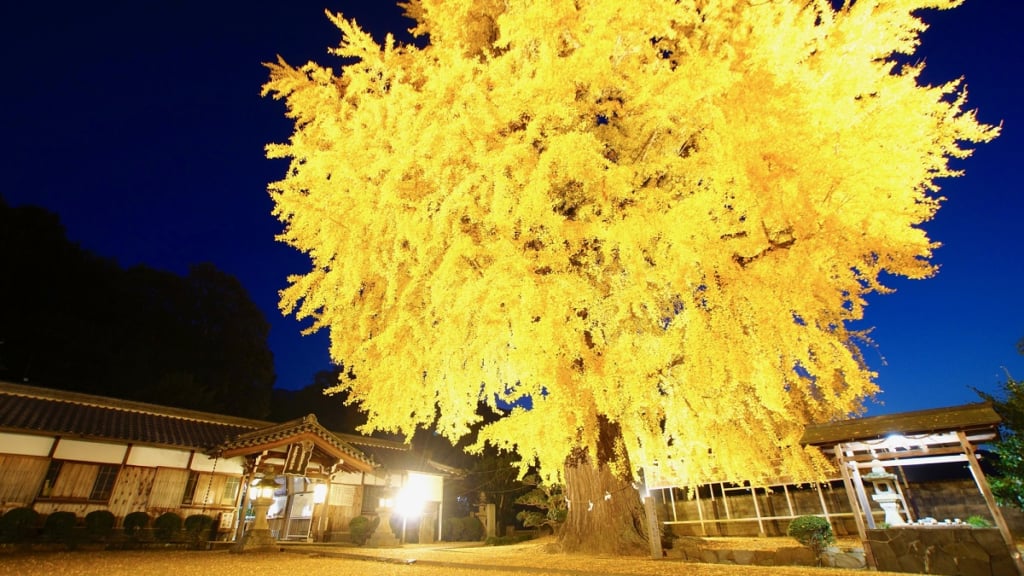 和歌山丹生酒殿神社銀杏