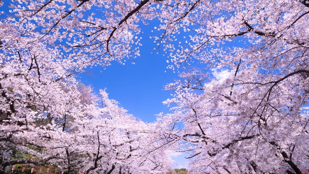 上野恩賜公園櫻花