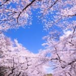 上野恩賜公園櫻花