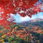 嵐山楓葉