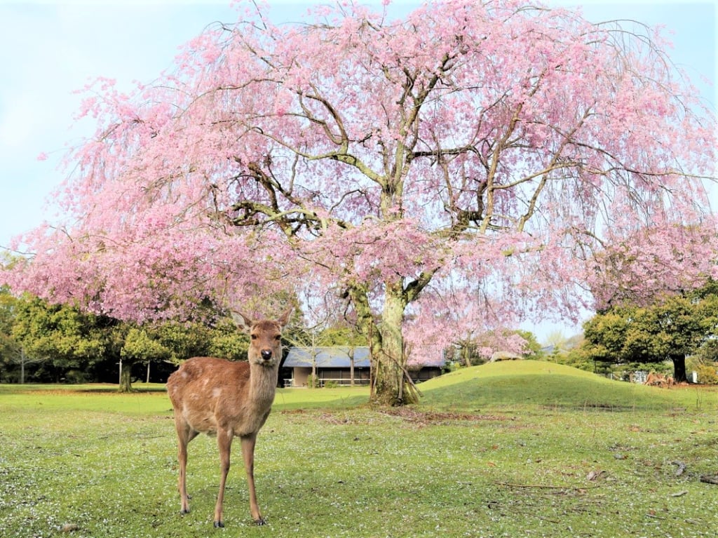 奈良公園櫻花和鹿