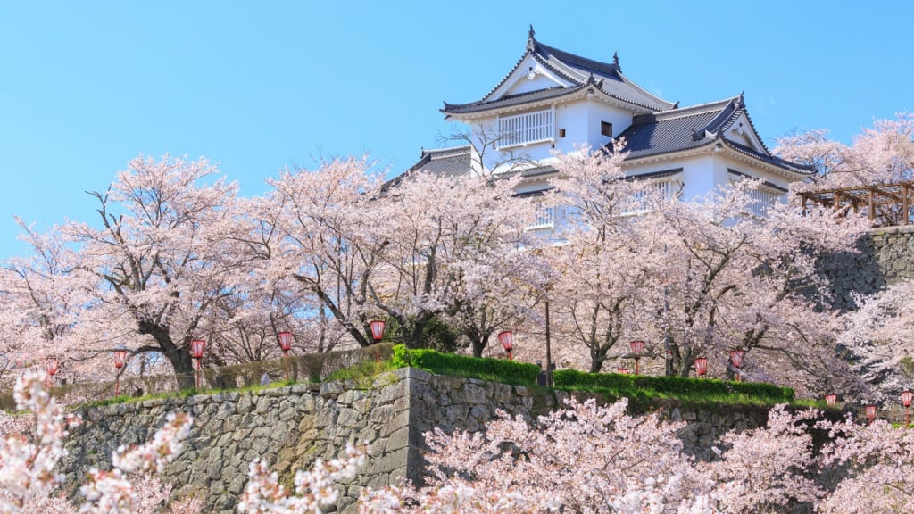 津山城櫻花