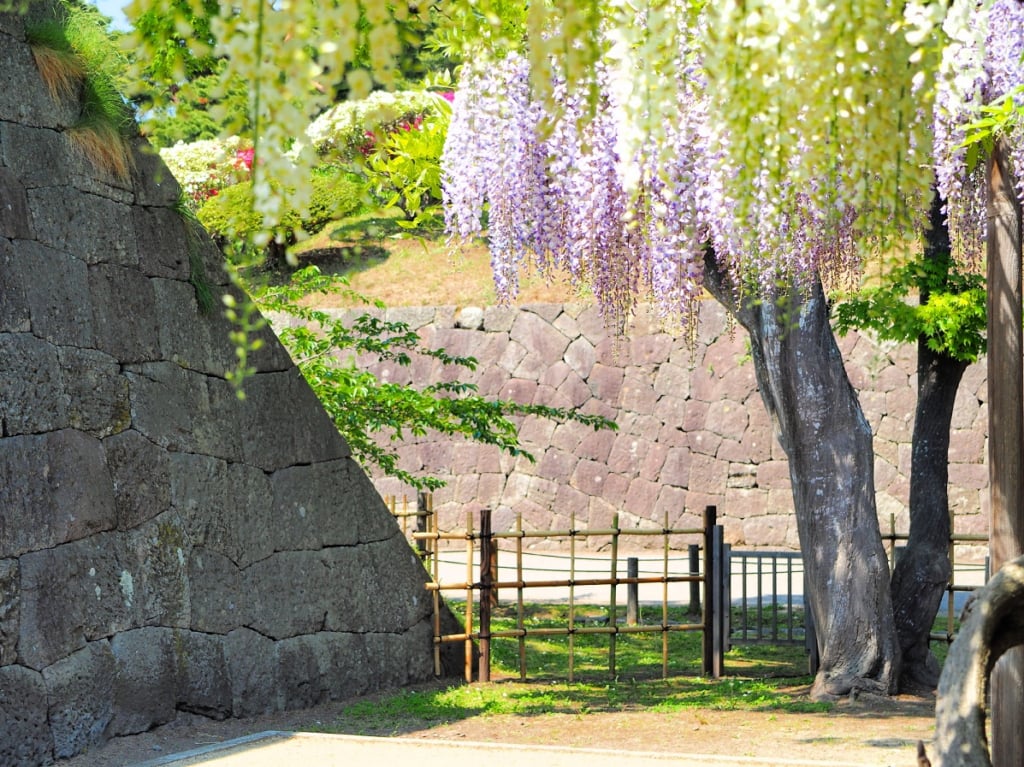 五稜郭公園紫藤花