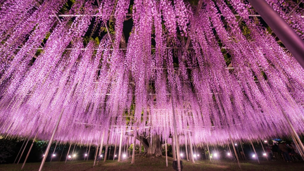 足立花卉公園紫藤花夜間點燈