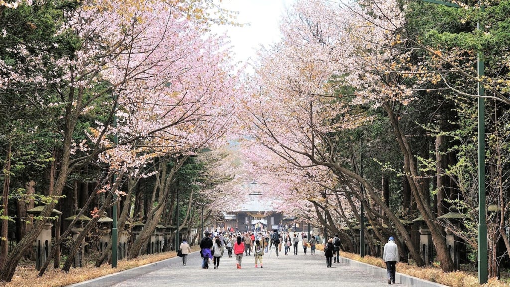 北海道神宮櫻花
