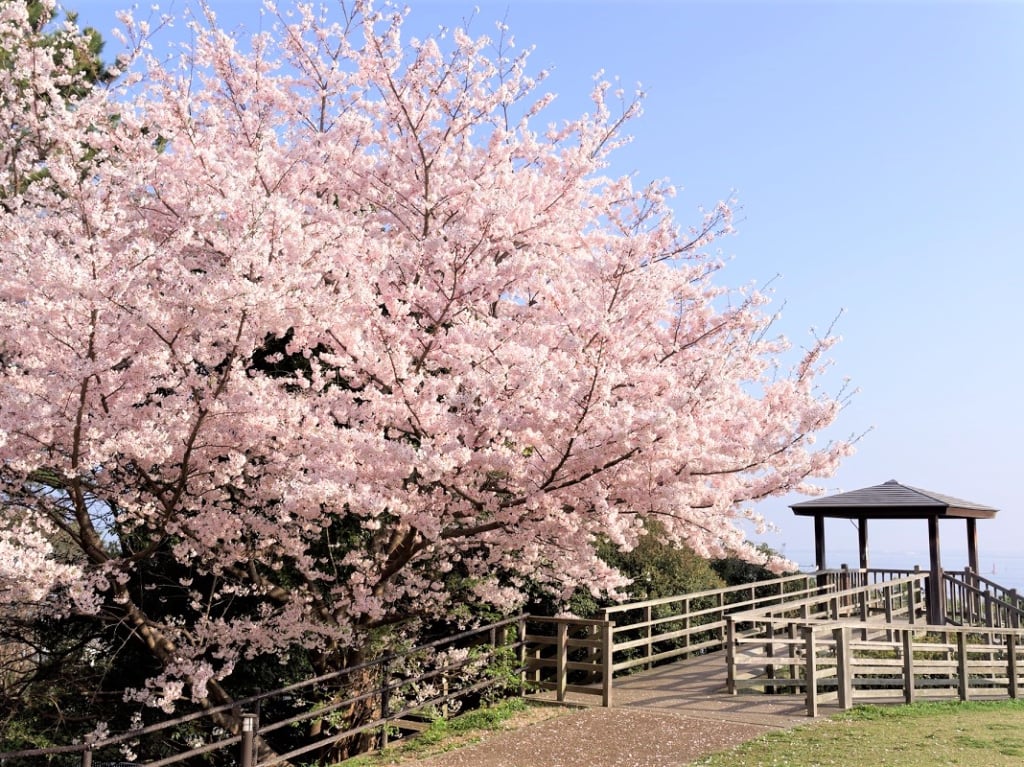 西公園櫻花