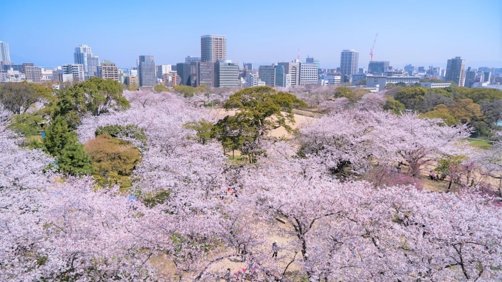 舞鶴公園櫻花