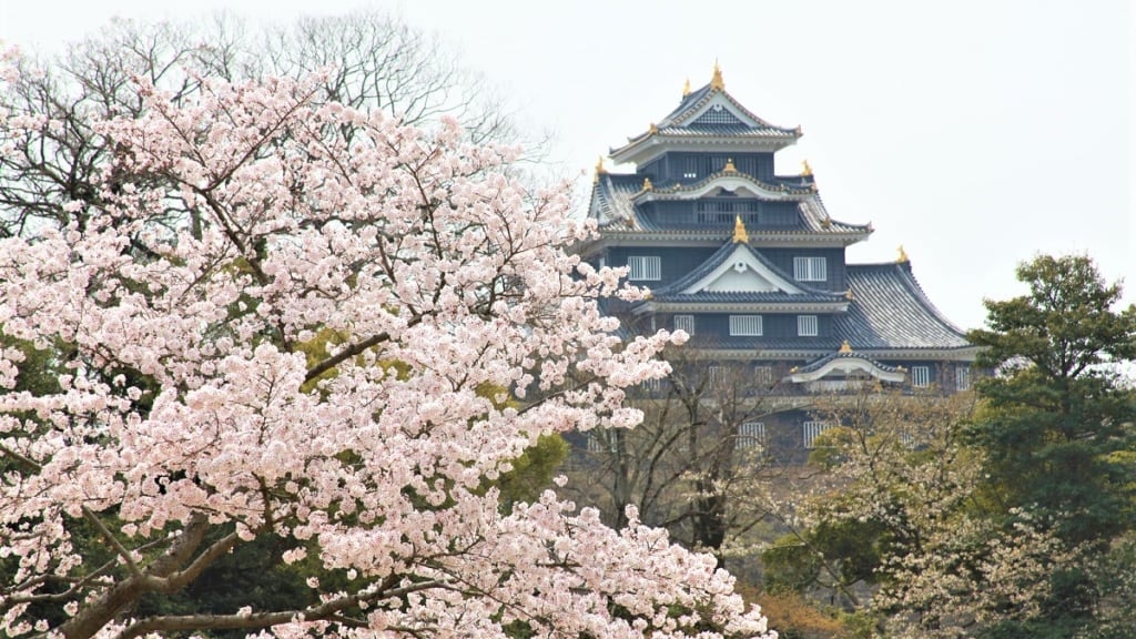 岡山城櫻花