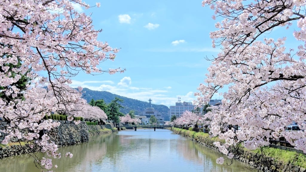 鳥取城櫻花