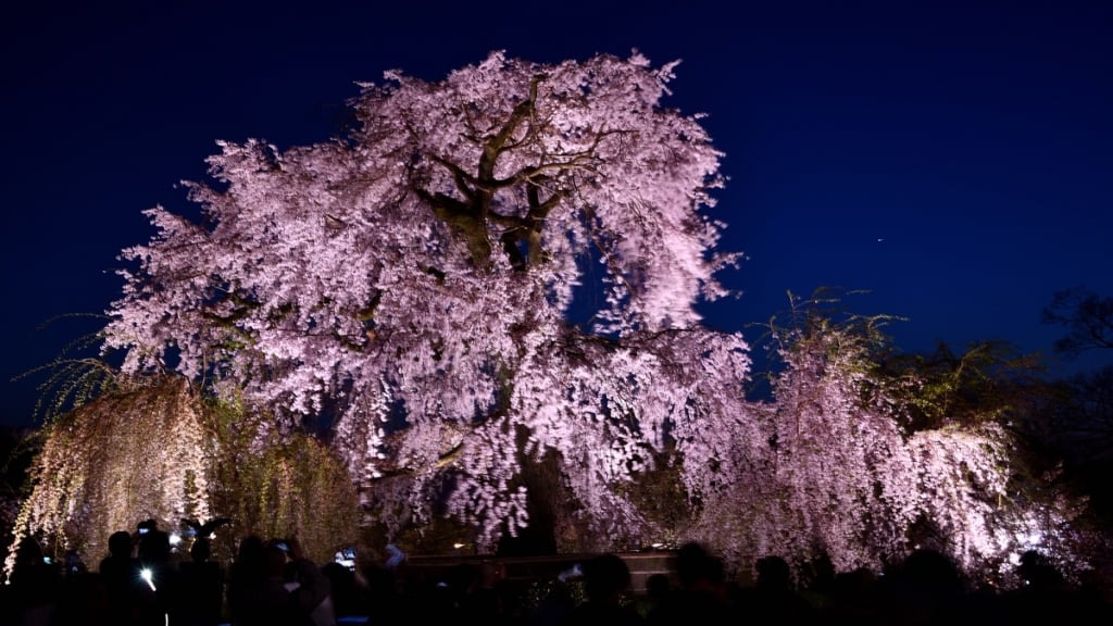 京都圓山公園夜櫻