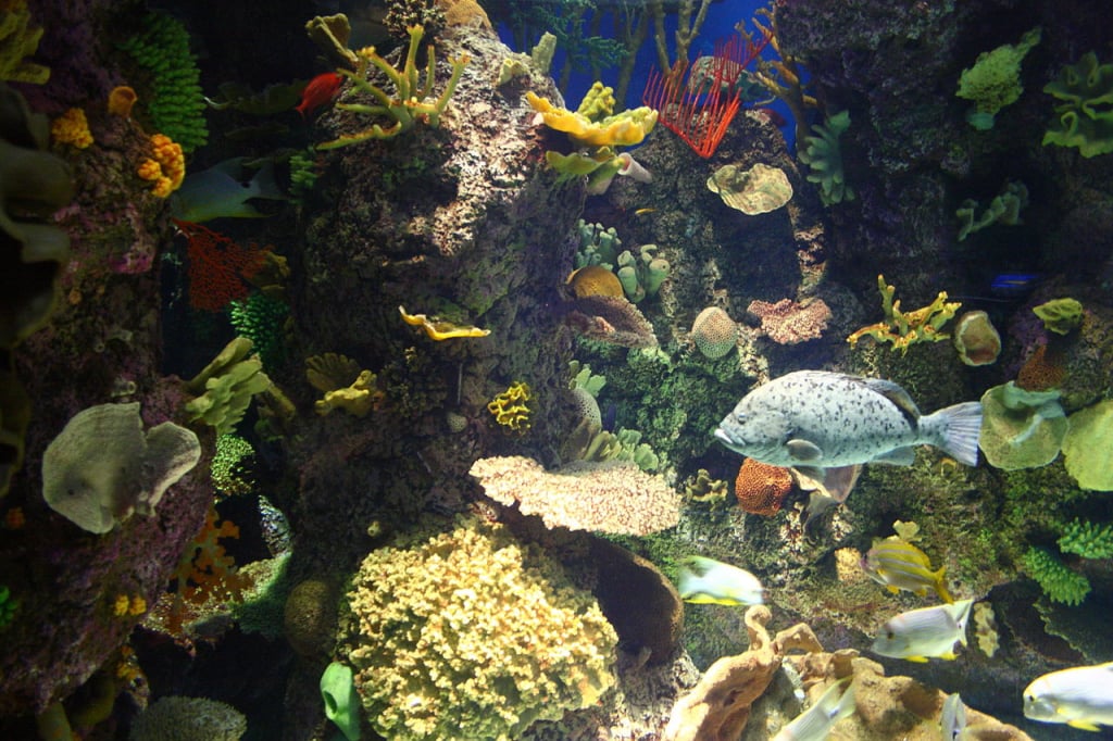 雪德水族館（Shedd Aquarium）