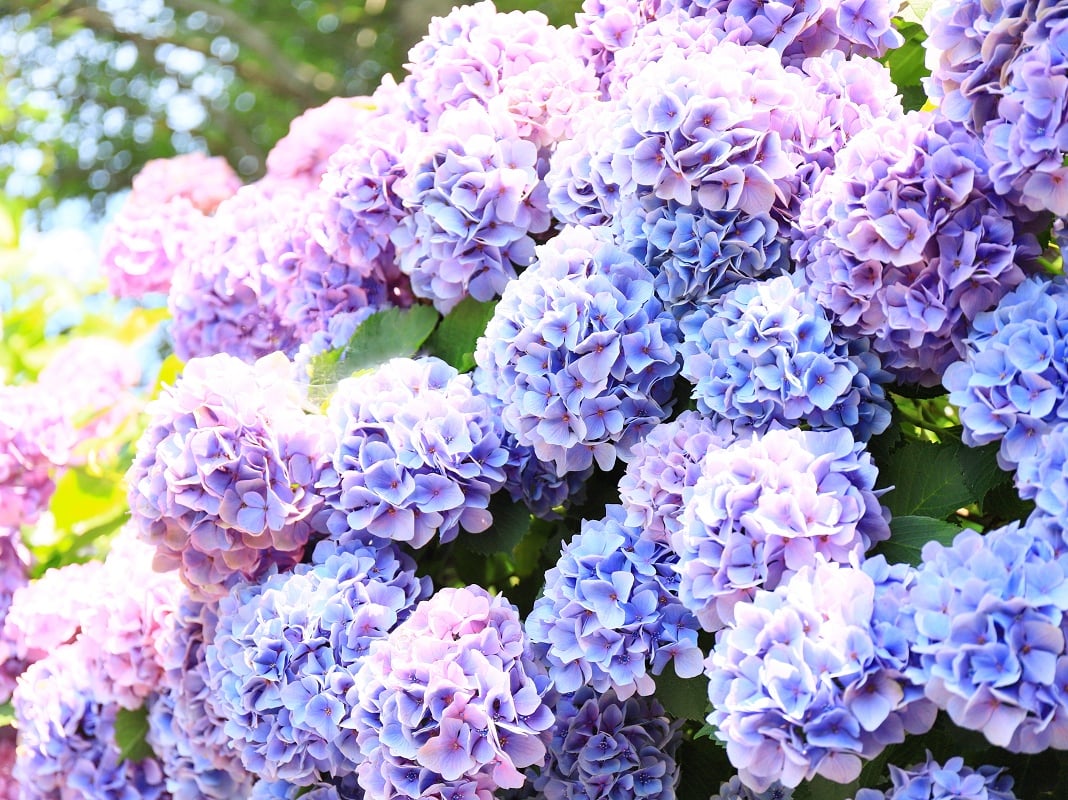 2023梅雨季節中優雅盛開的「繡球花」，日本各地景點大公開– skyticket旅遊指南