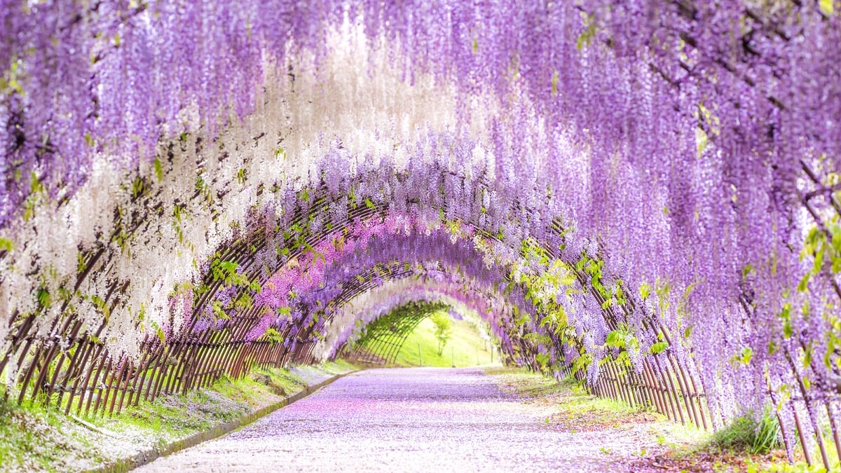 22超夢幻 紫藤花 絕景 日本賞藤景點介紹 Skyticket旅遊指南 22超夢幻 紫藤花 絕景 日本賞藤景點介紹 Skyticket旅遊指南