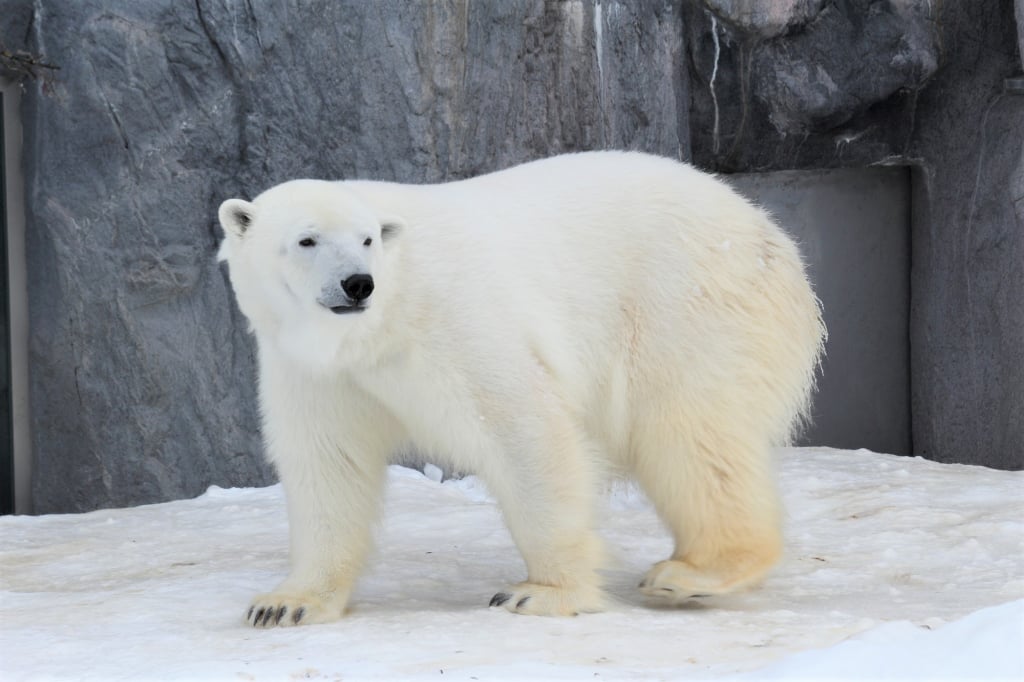 旭山動物園北極熊