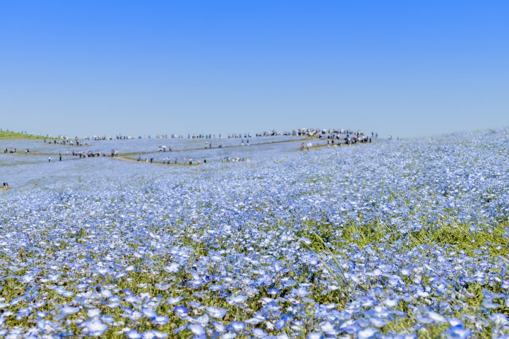 國營常陸海濱公園