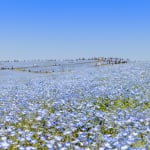 國營常陸海濱公園