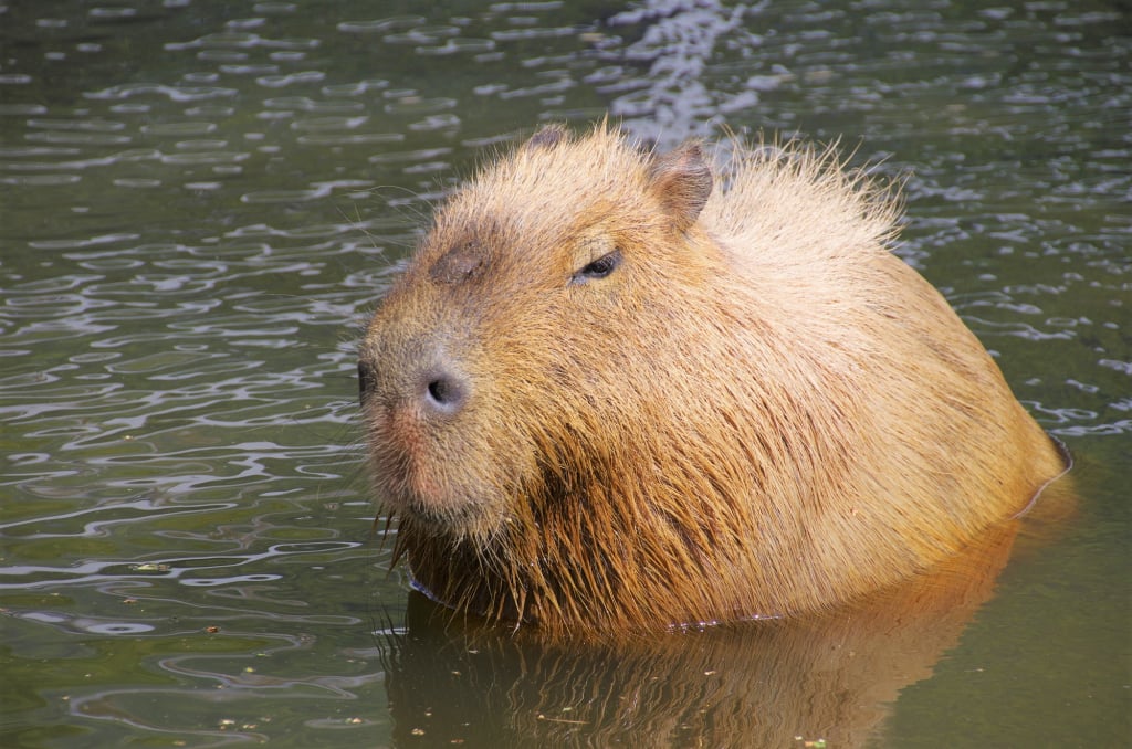 旭山動物園水豚