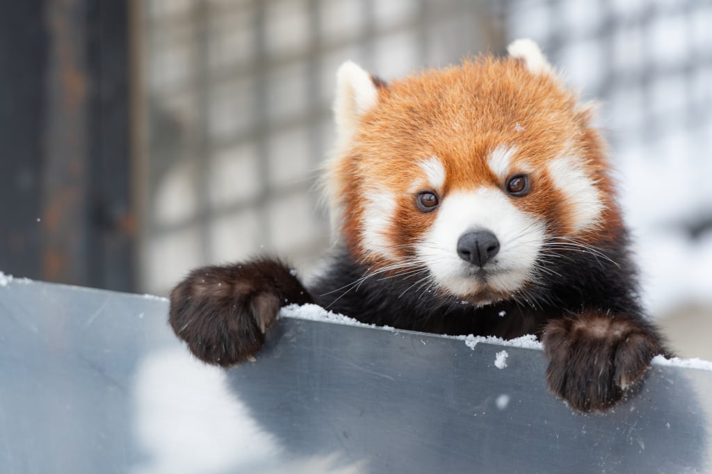 旭山動物園小浣熊