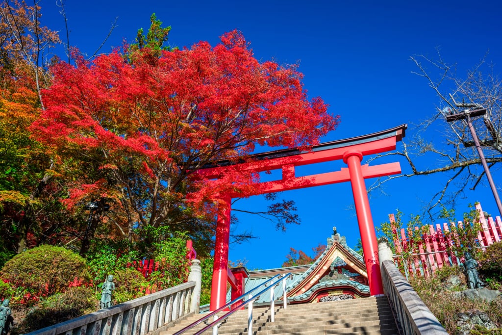 東京高尾山楓葉