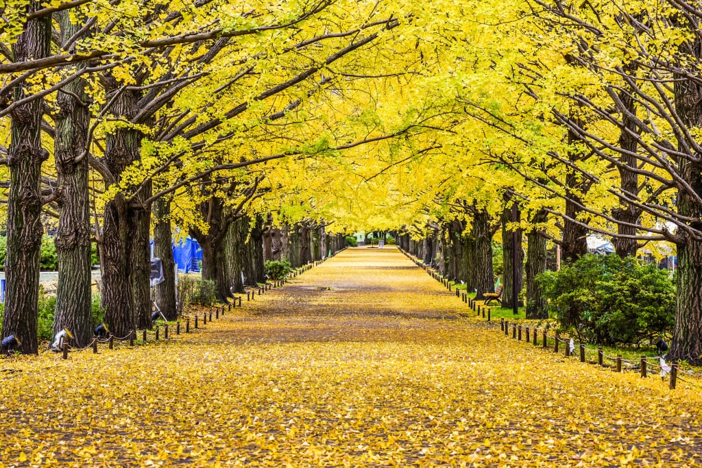 昭和紀念公園銀杏