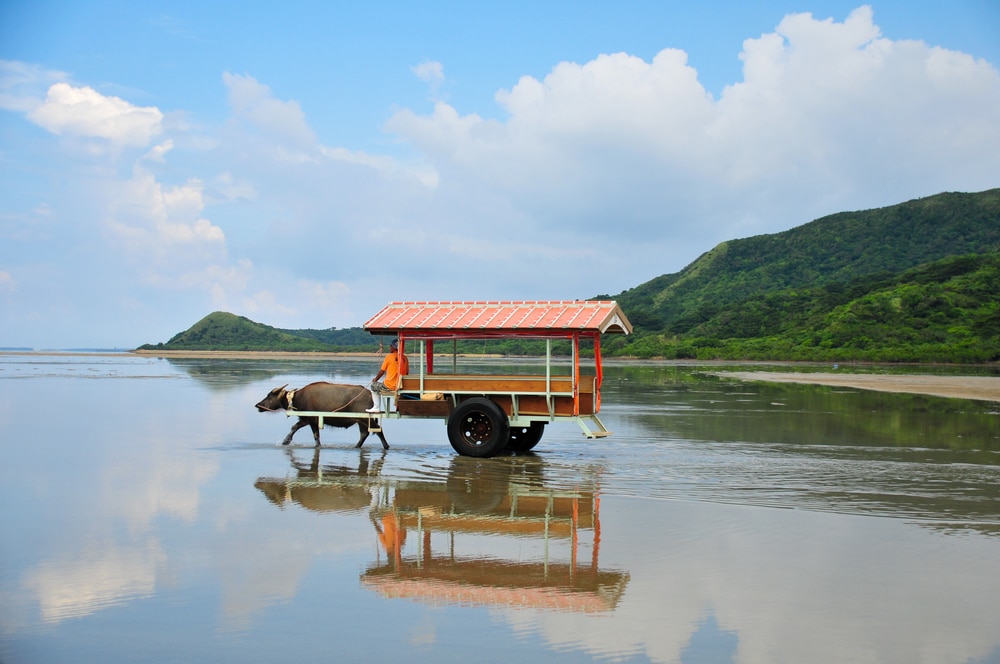 西表島-由布島水牛車