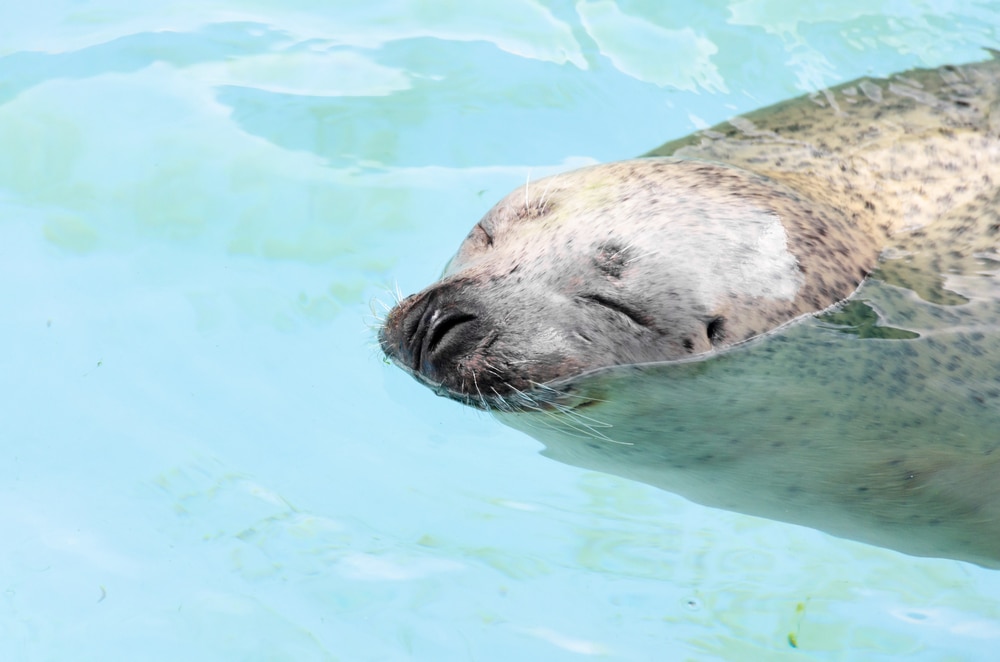 旭山動物園海豹