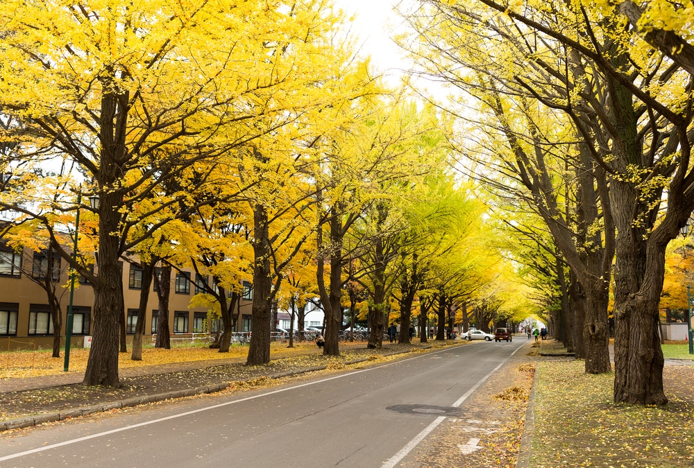 北海道大學銀杏大道