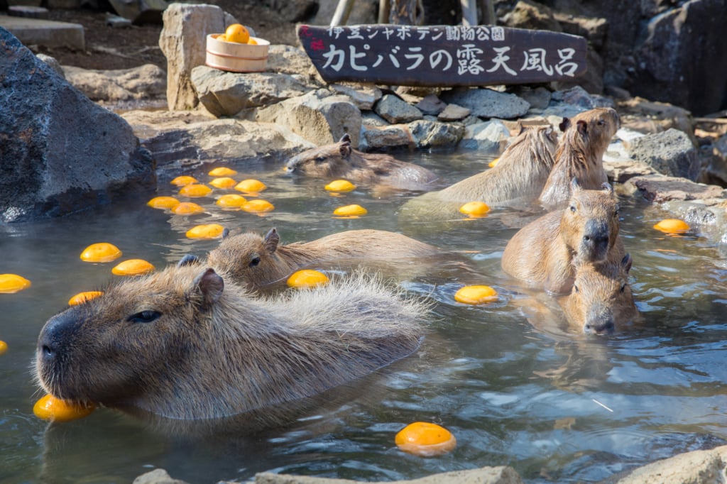 伊豆仙人掌動物公園