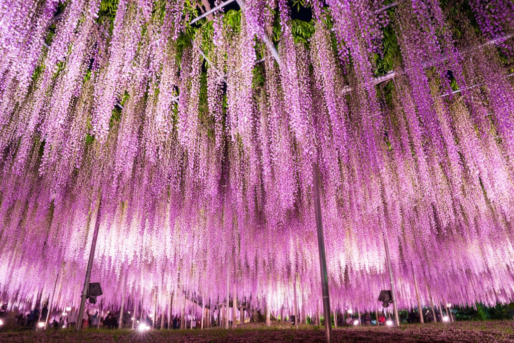 足立花卉公園