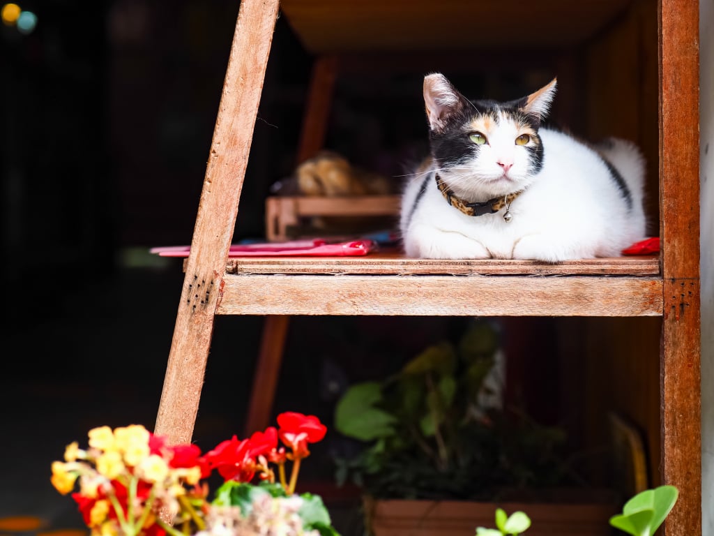 平溪線猴硐貓村