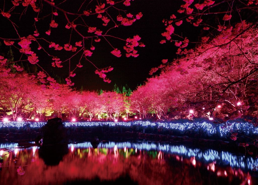 九族文化村櫻花祭夜櫻夜間點燈