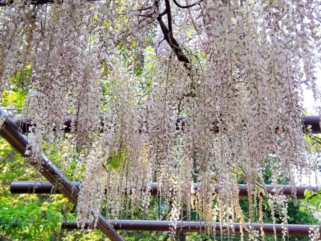 武陵農場 紫藤花 人氣花卉