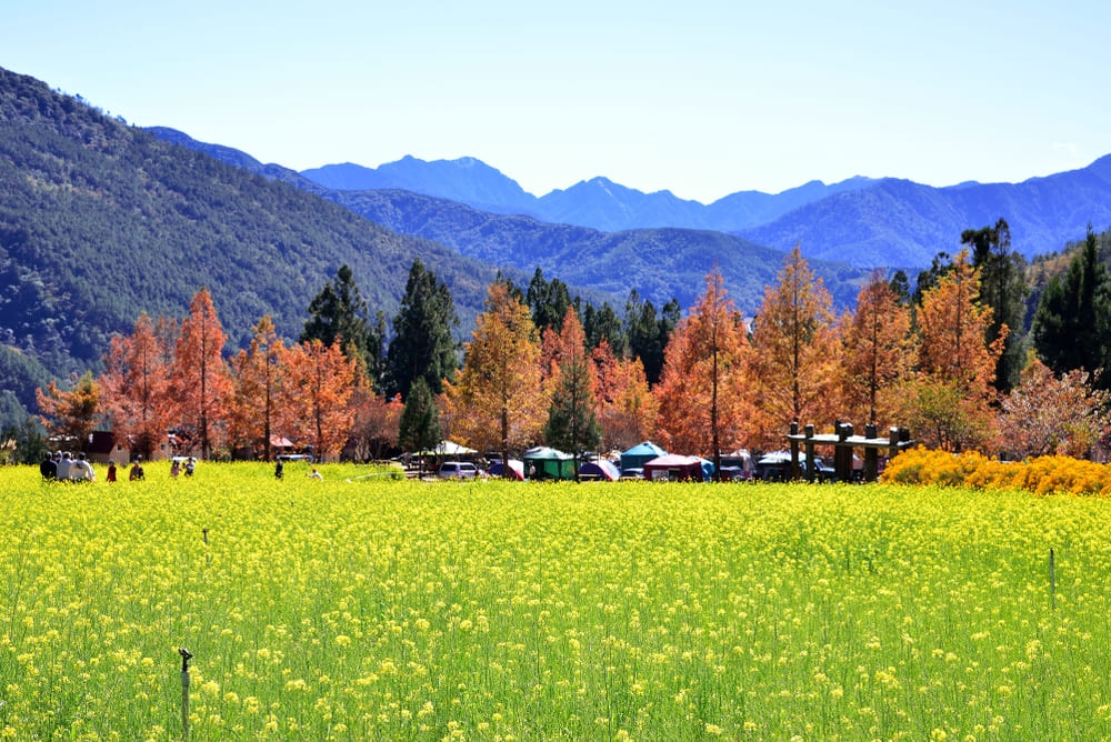 武陵農場 武陵櫻花季 落羽松 油菜花