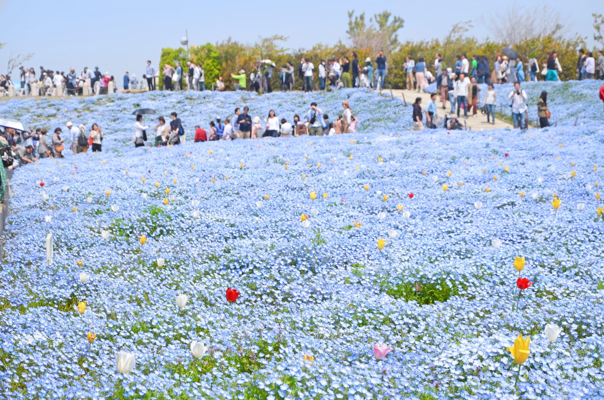 21大阪粉蝶花祭4 9登場 別錯過粉藍色的夢幻花海 Skyticket旅遊指南