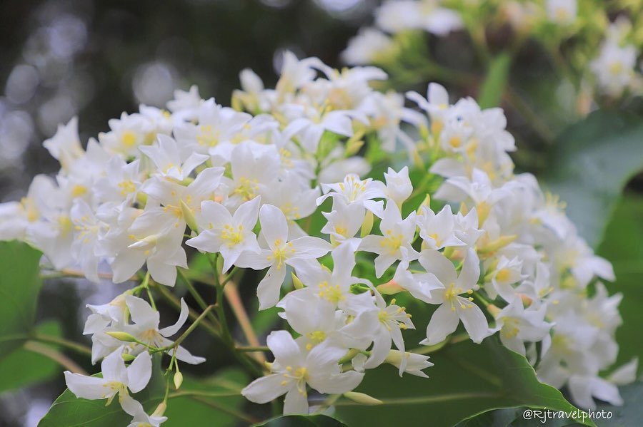 雲林古坑景點 荷苞山桐花公園