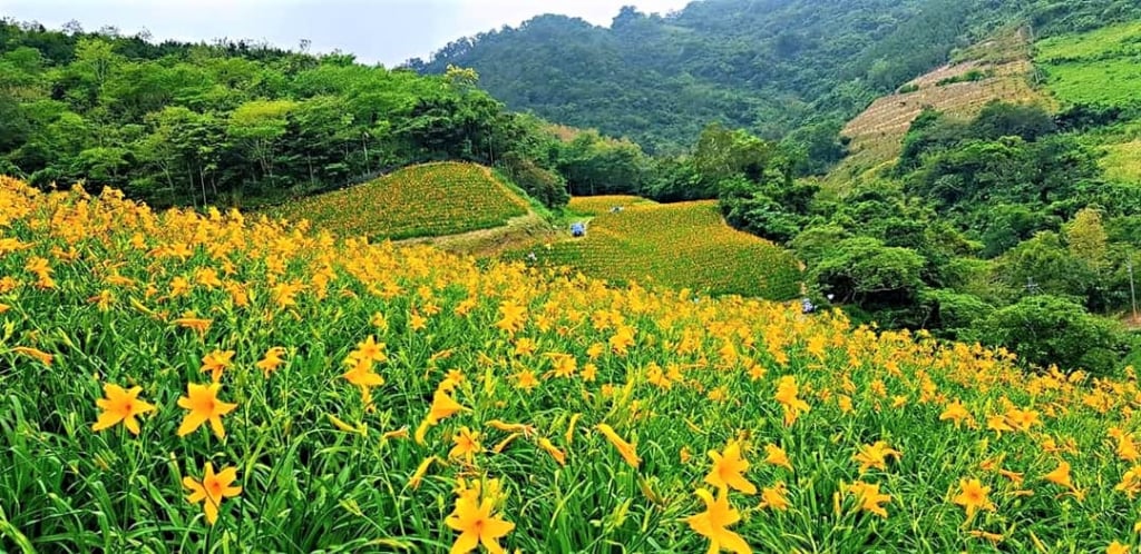 知本天山農場金針花