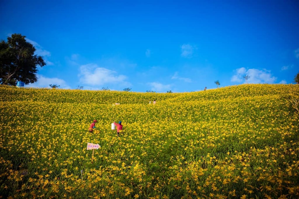 彰化花壇虎山巖金針花