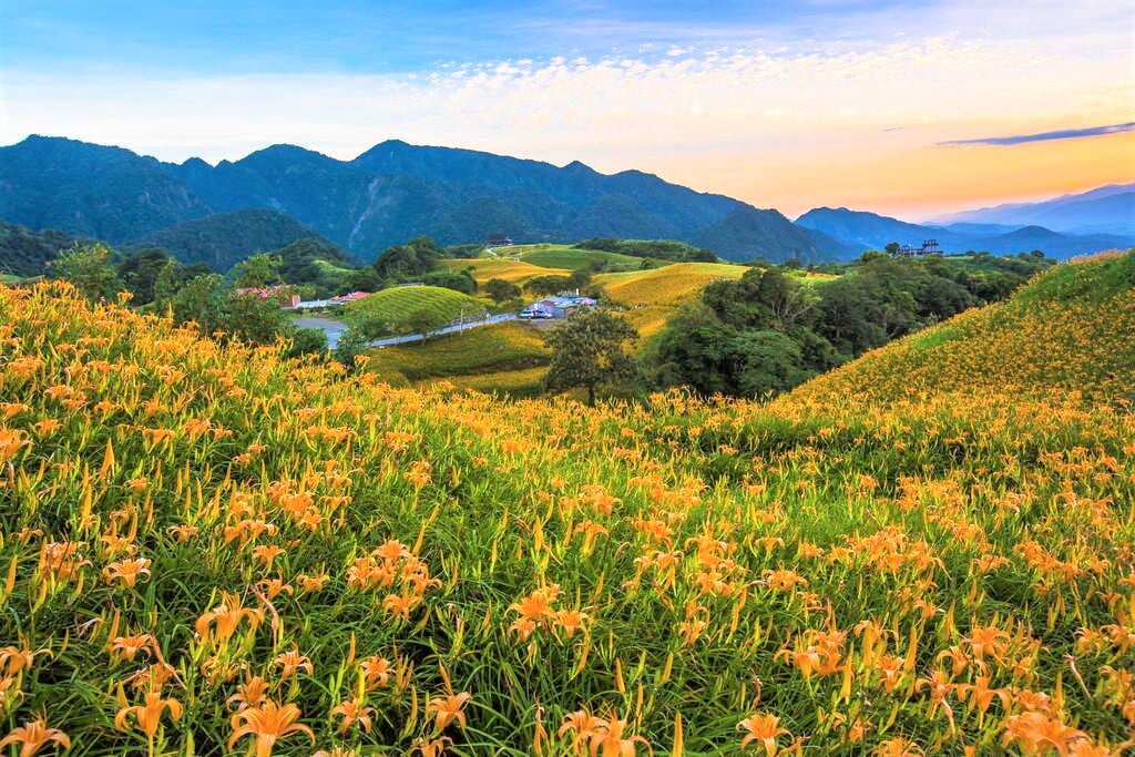 花蓮六十石山金針花