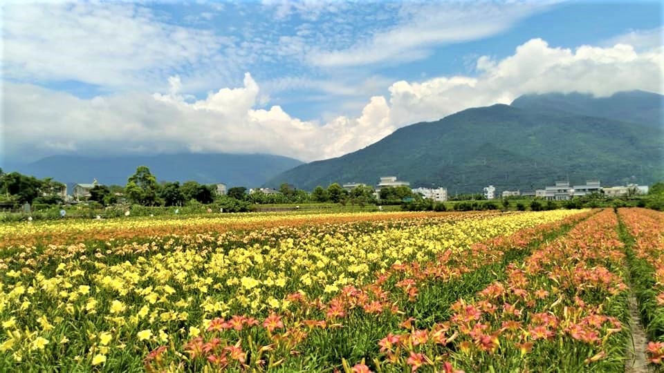 花蓮嘉德花田金針花