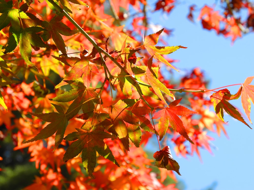 台東紅葉村賞楓景點