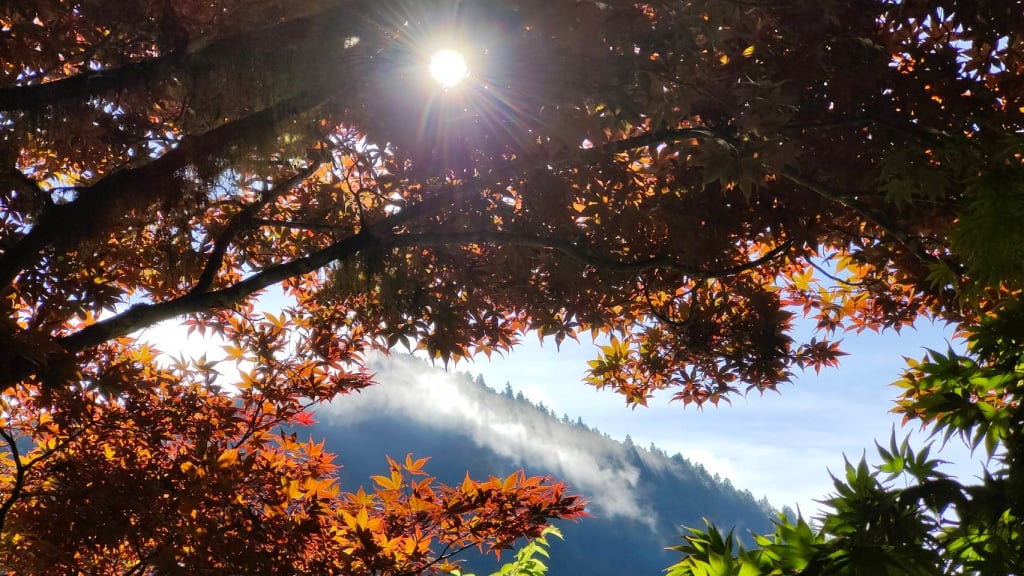 太平山賞楓