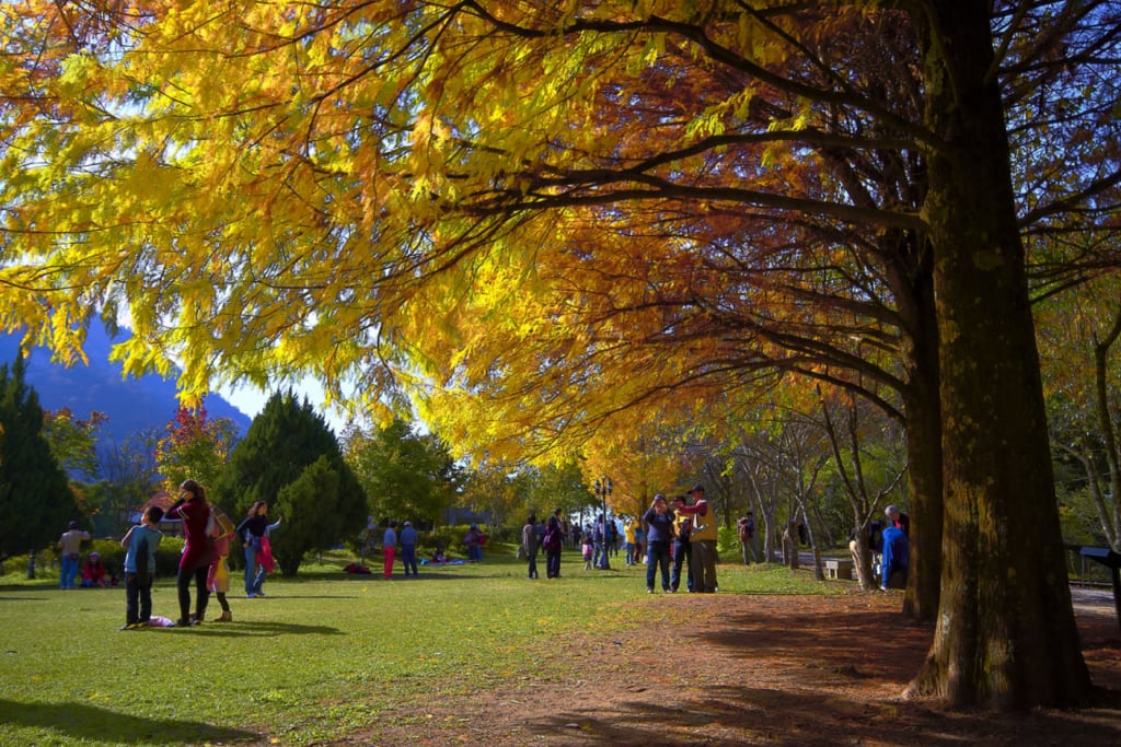 奧萬大國家森林公園 賞楓 景點