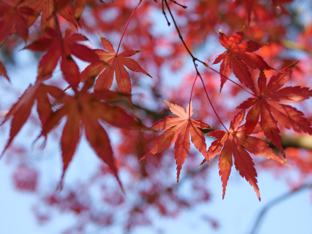 關子嶺紅葉公園賞風景點