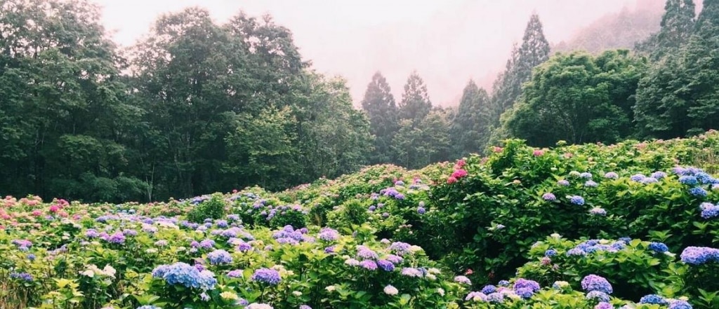 明池國家森林遊樂區繡球花