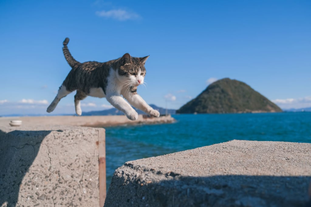 瀨戶內海 男木島 飛躍之貓 貓島 日本
